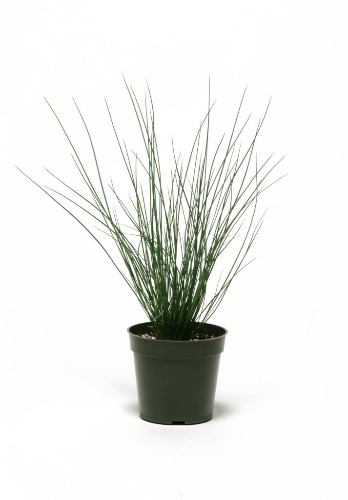 Juncus 'Blue Dart'