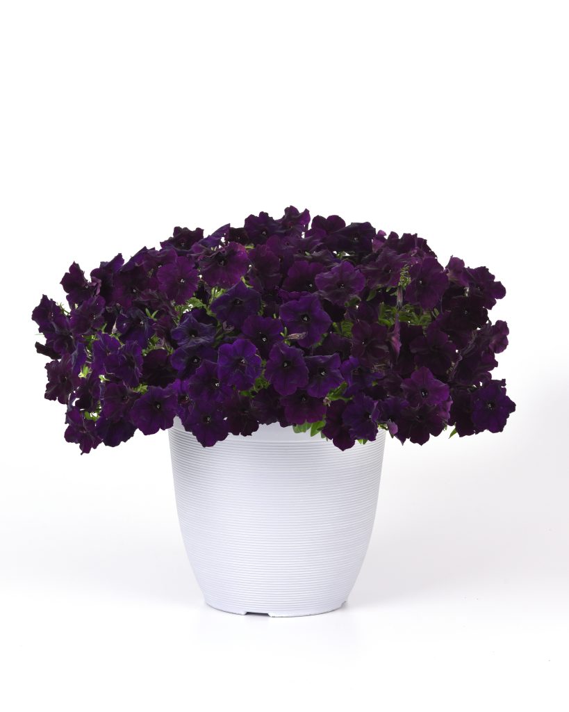 Easy Wave Navy Velour petunias