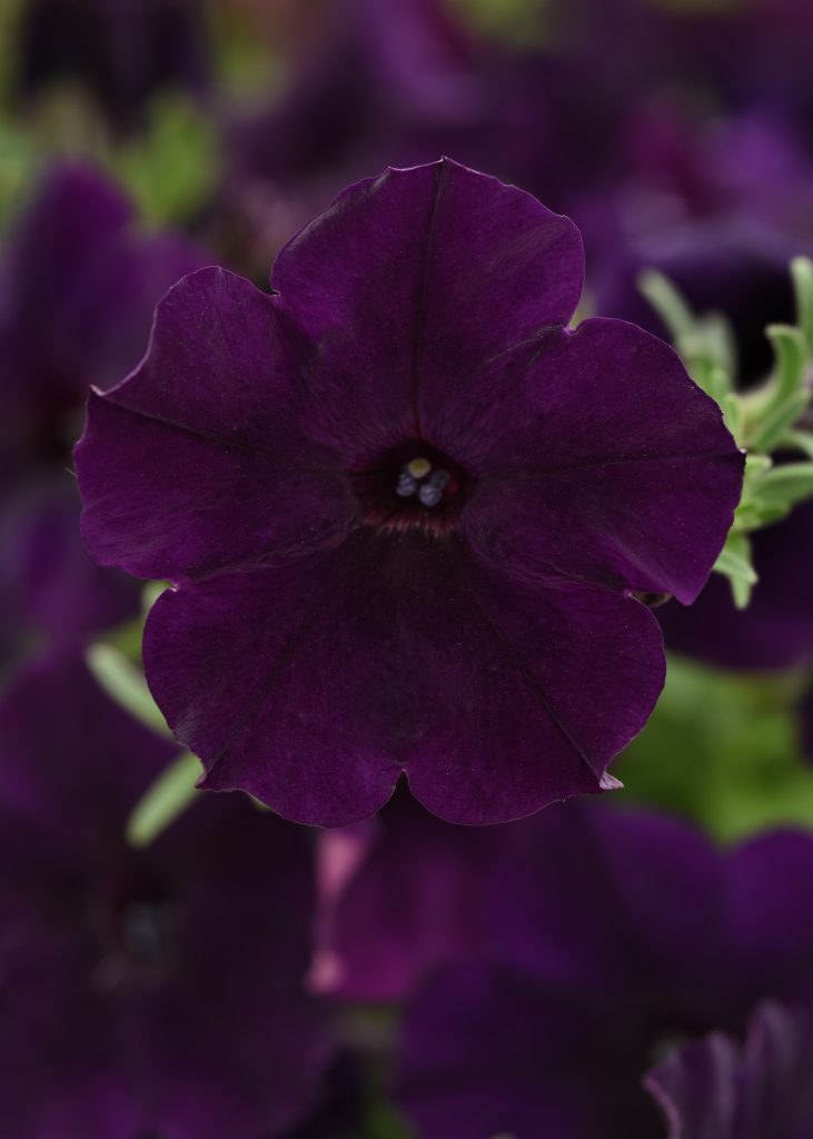 Easy Wave Navy Velour petunia closeup
