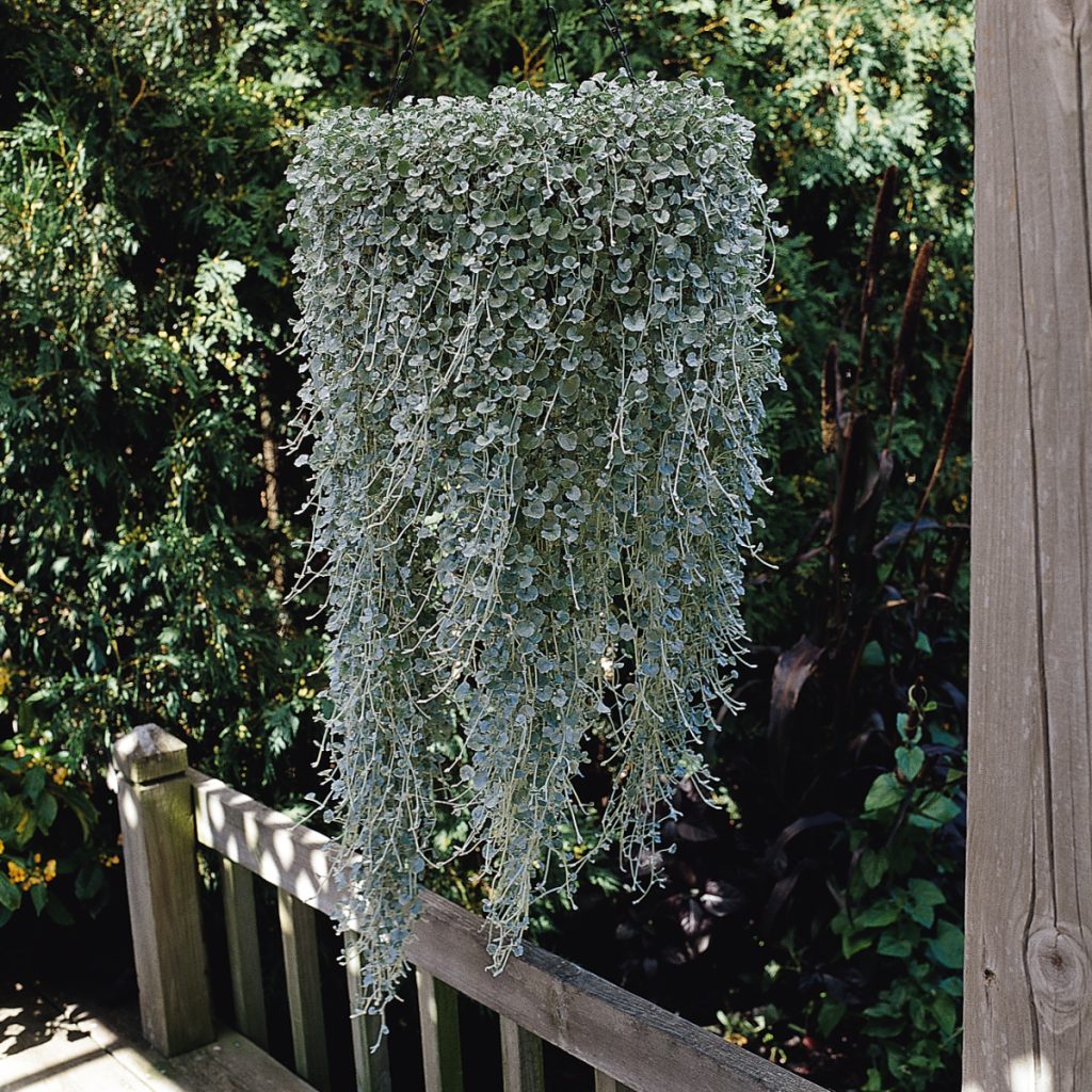 Dichondra 'Silver Falls'