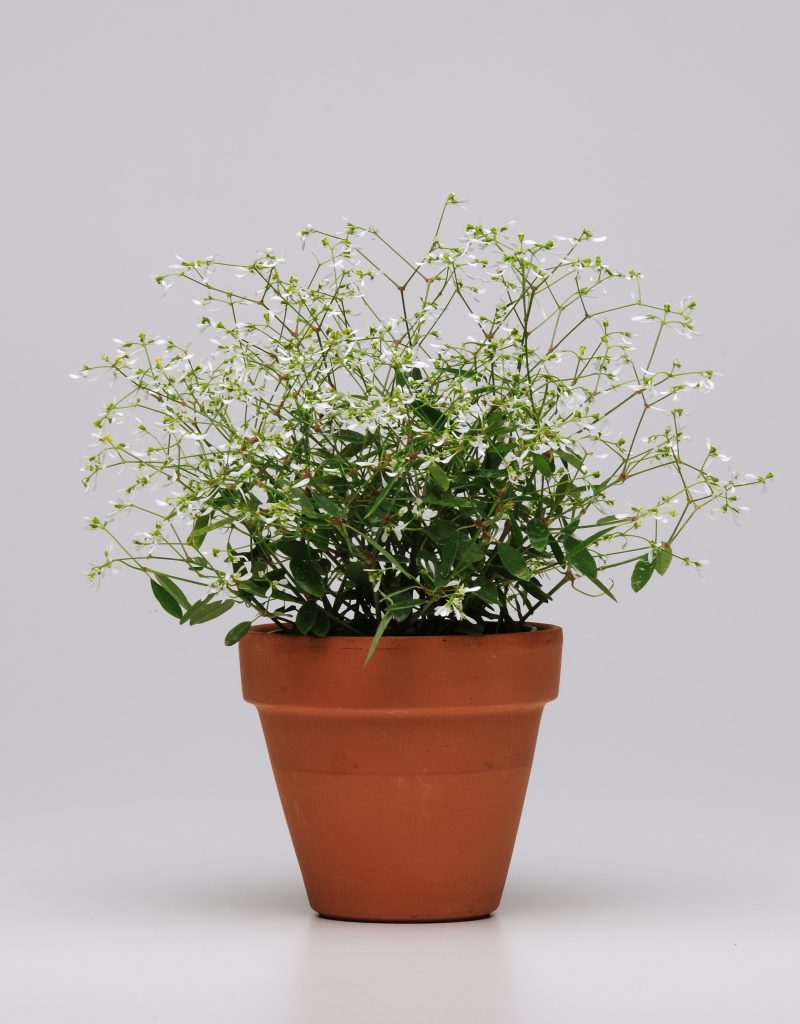 Euphorbia 'Glitz'