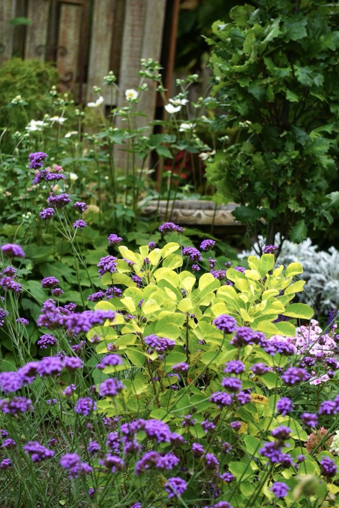Verbena bonariensis 'Vanity' with Winecraft Gold Smokebush
