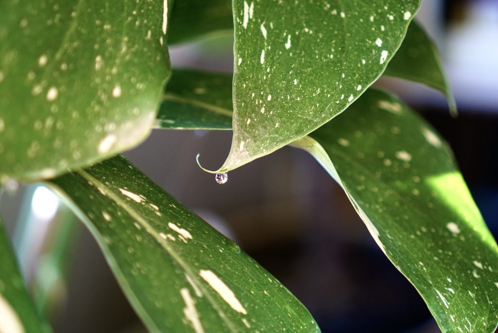 water dripping from monstera leaf