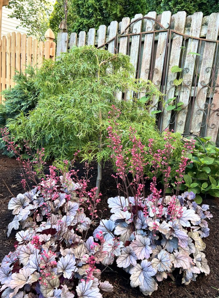 Veridis Japanese maple with silver gumdrop heuchera