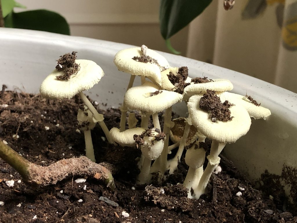 mushrooms growing in the soil of my monstera deliciosa