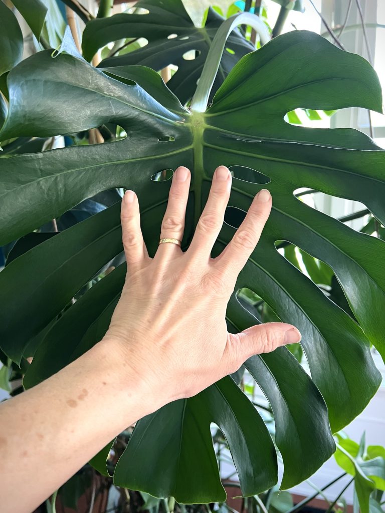 Monstera deliciosa leaf with hand to show scale