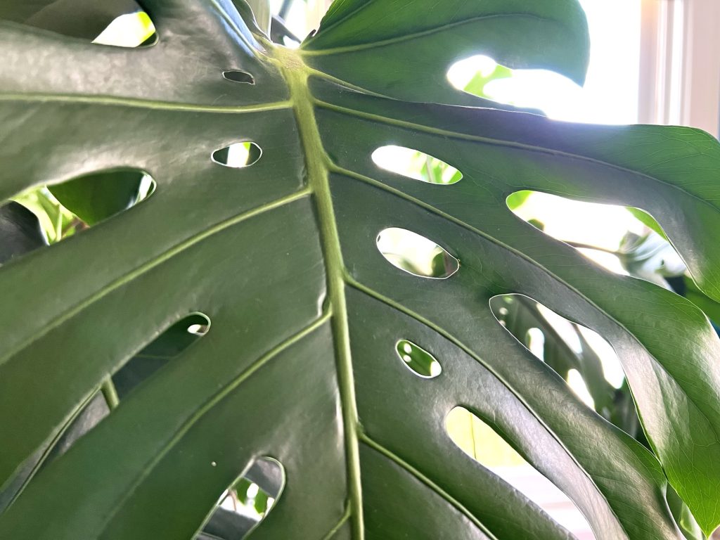 Fenestrations on Monstera deliciosa leaf