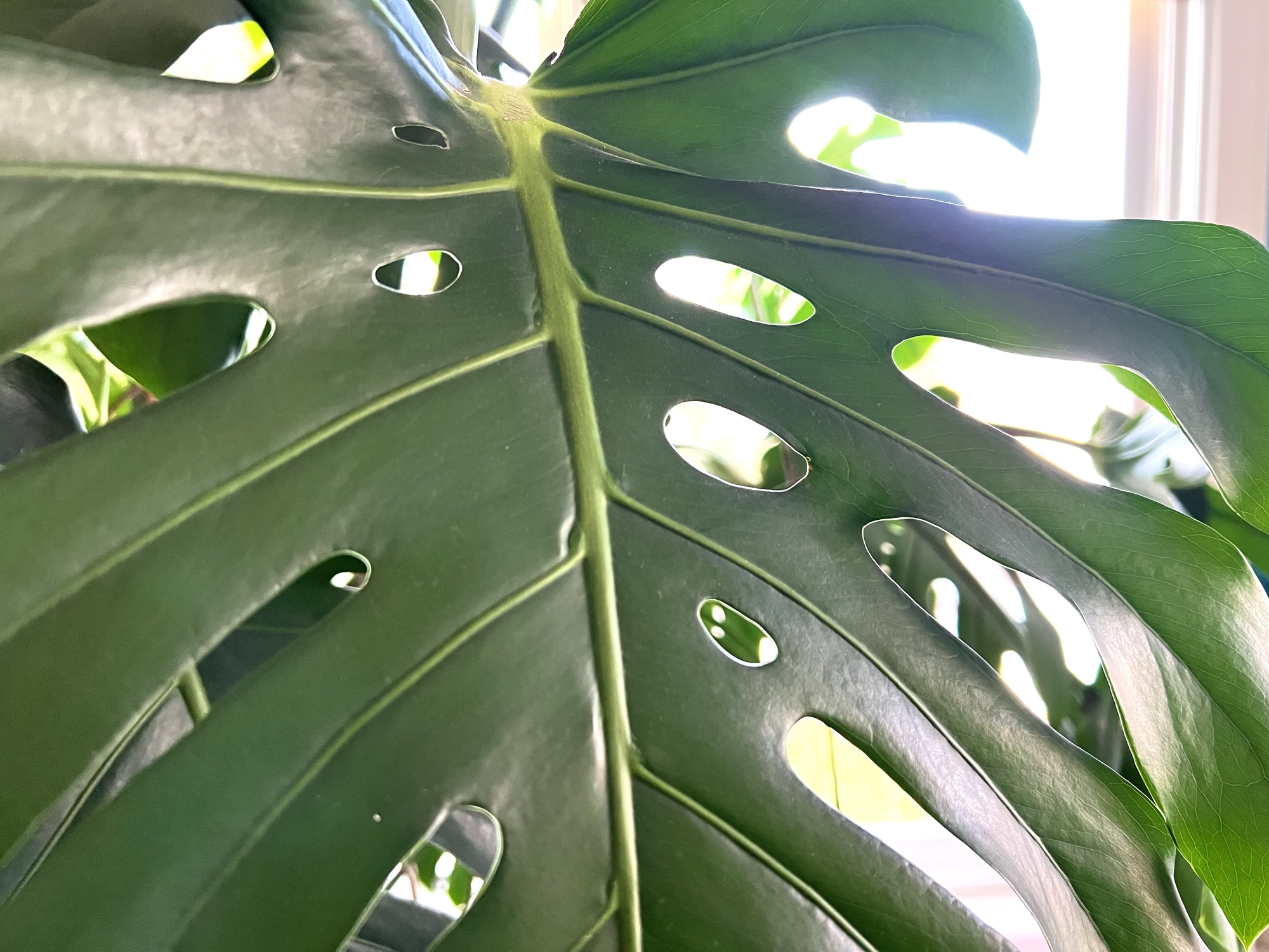 Monstera Deliciosa Care: A Complete Guide - Here She Grows