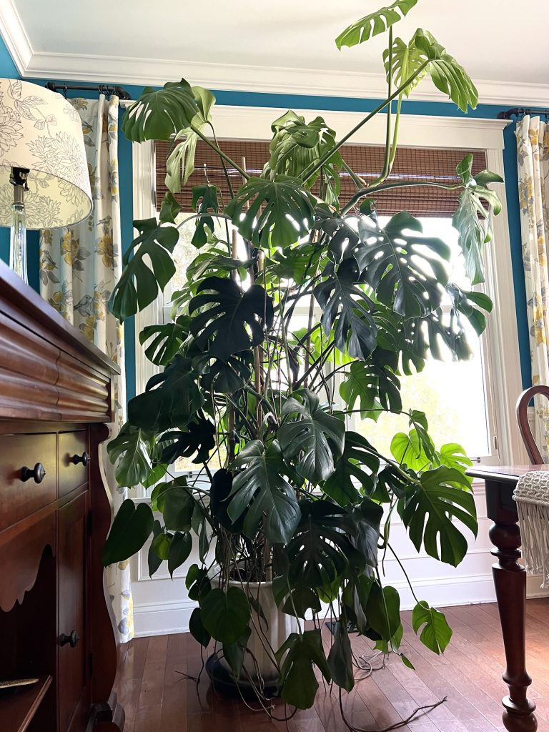 Monstera deliciosa in dining room