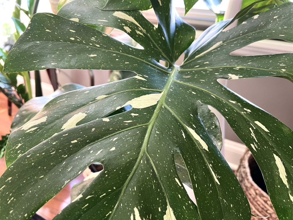 Thai Constellation monstera leaf