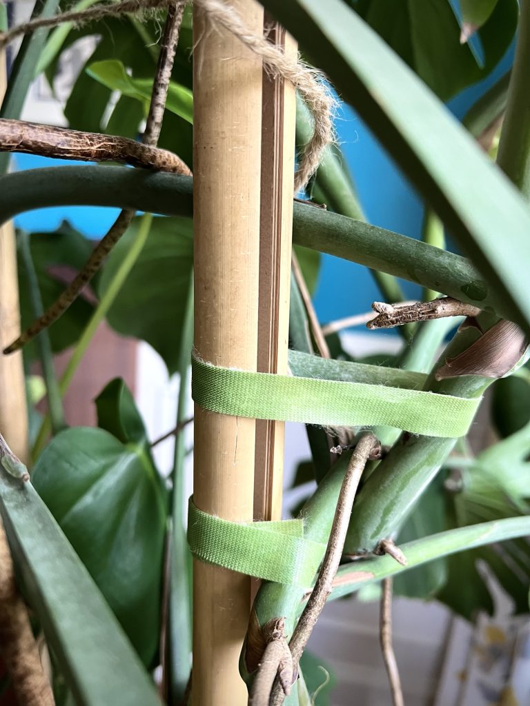 Bamboo supports for Monstera deliciosa