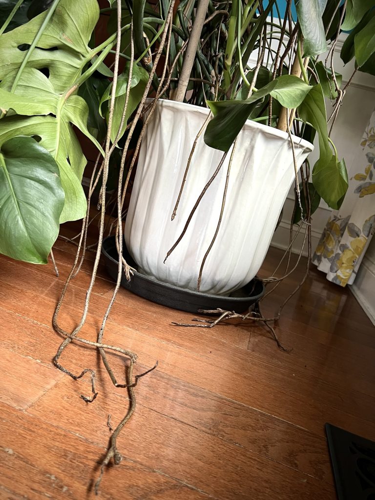 Arial roots on Monstera deliciosa