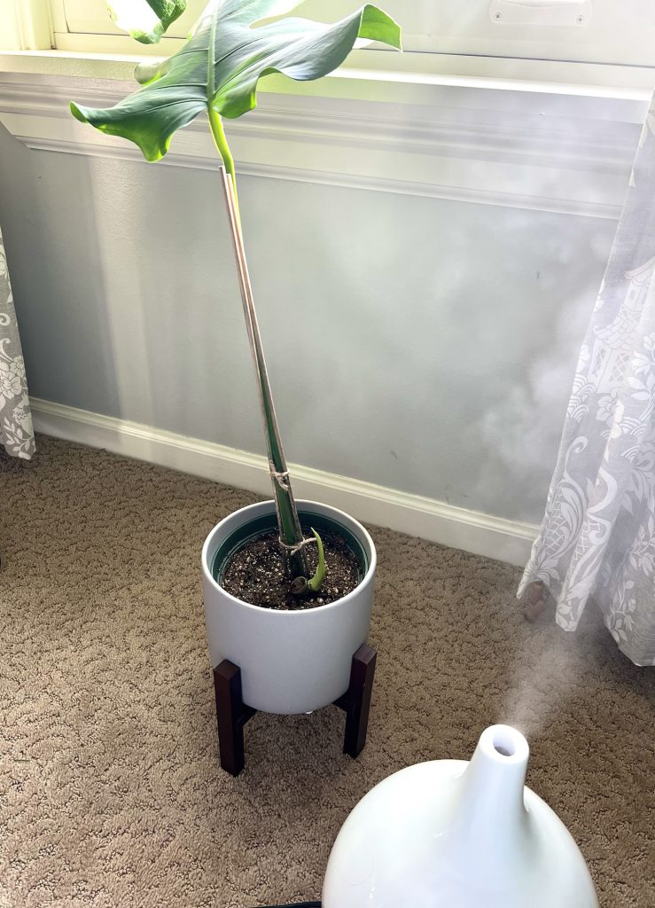 a young Monstera deliciosa cutting and humidifier