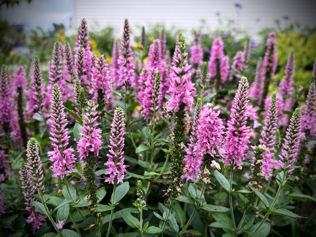 Veronica 'Skyward Pink'