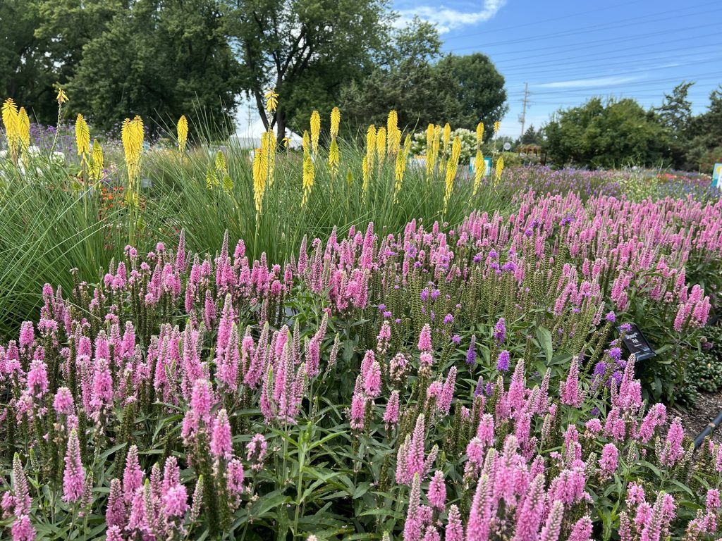 Skyward Pink Veronica at Gardens at Ball