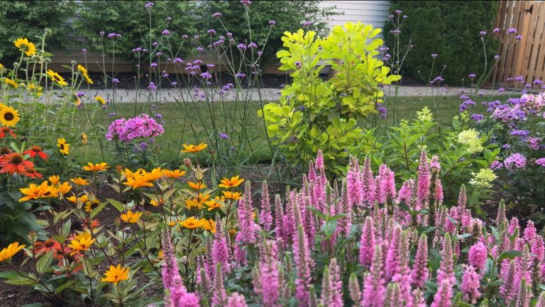 Skyward Pink Veronica in mixed border