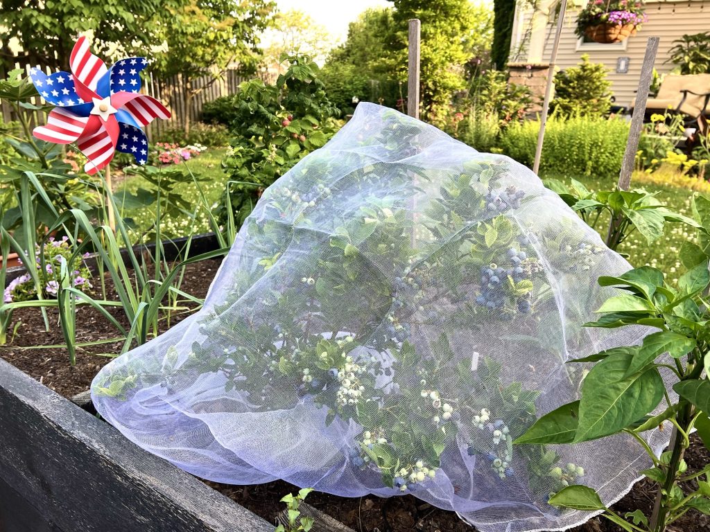 Blueberry Bush under bird netting