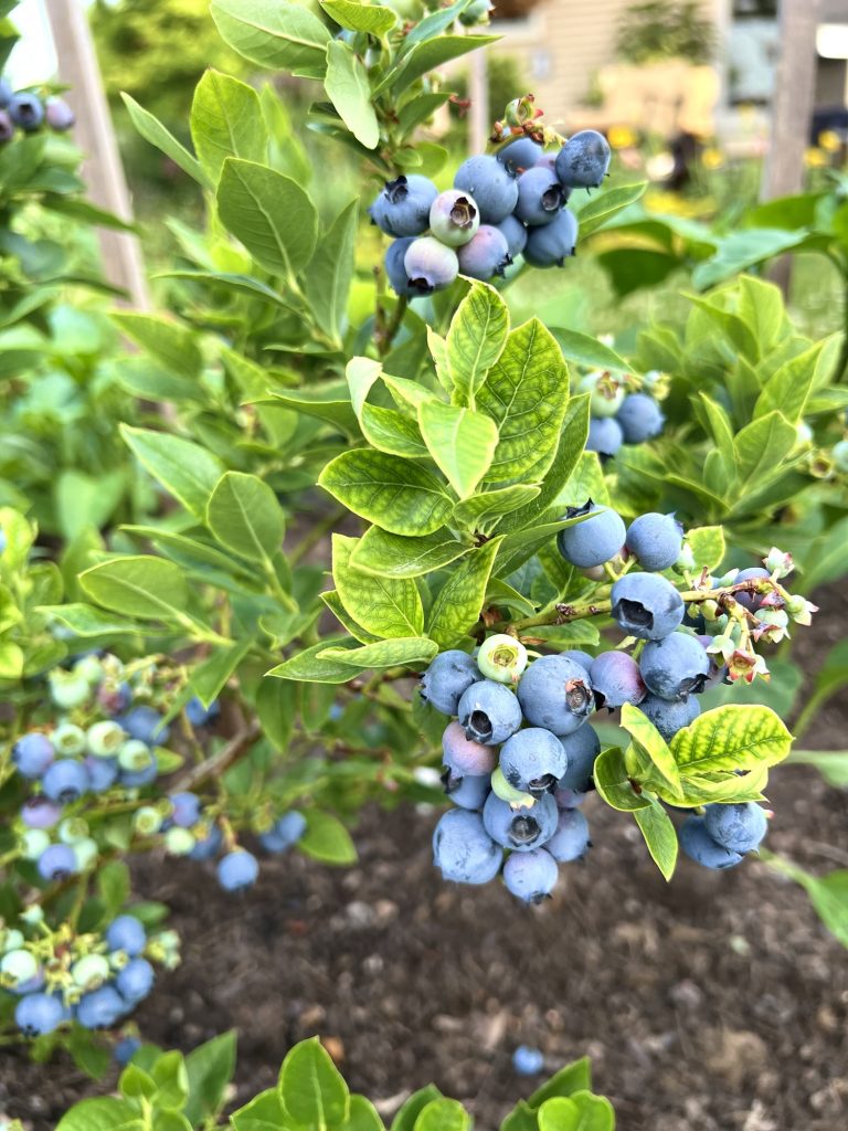Jelly Bean blueberry bush