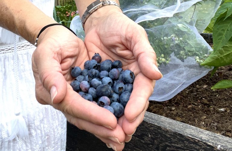 Handful of blueberries