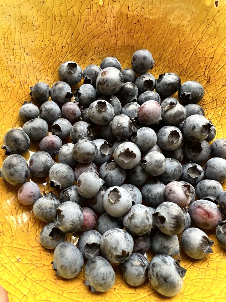 Jelly Bean blueberries in a yellow bowl