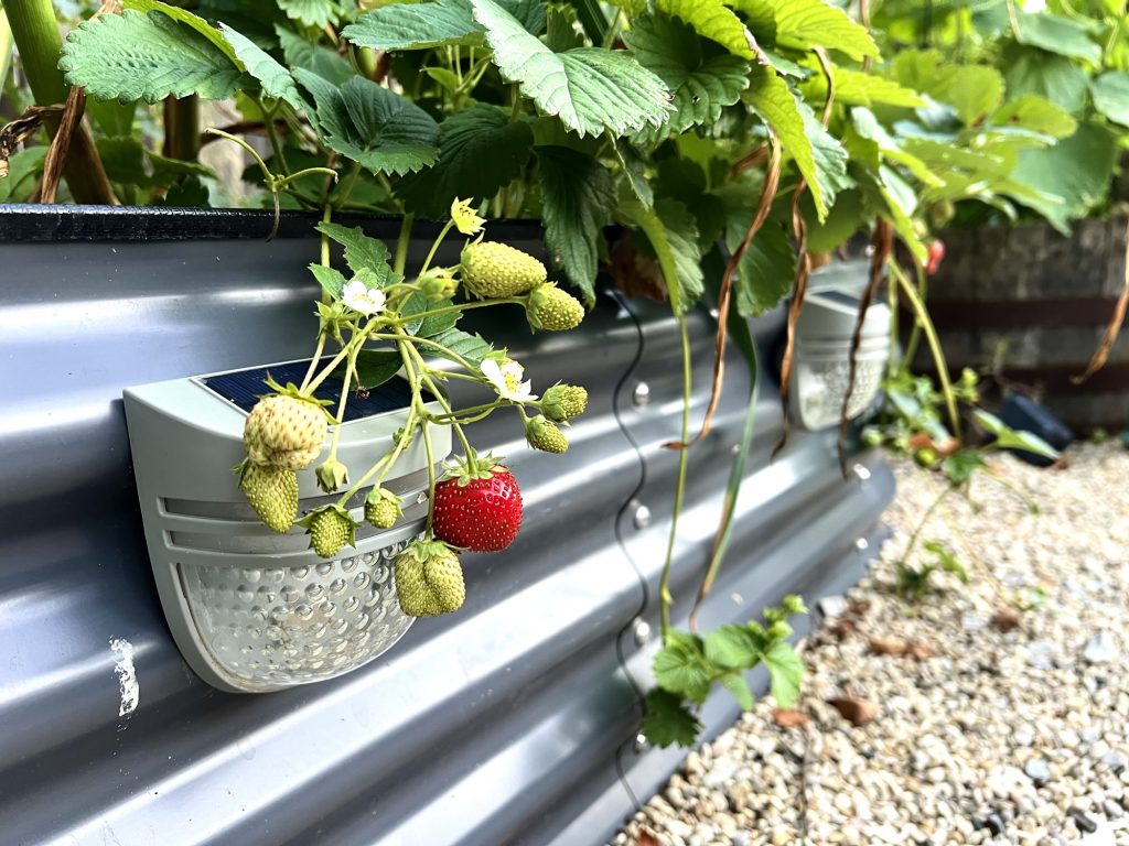 strawberries in raised bed