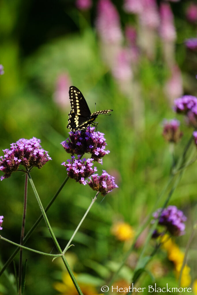 Black swallowtail butterfly on Verbena bonariensis