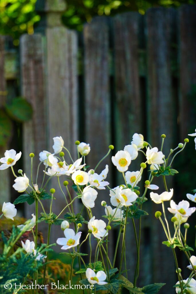 Anemone 'Honorine Jobert' in front of cedar fence