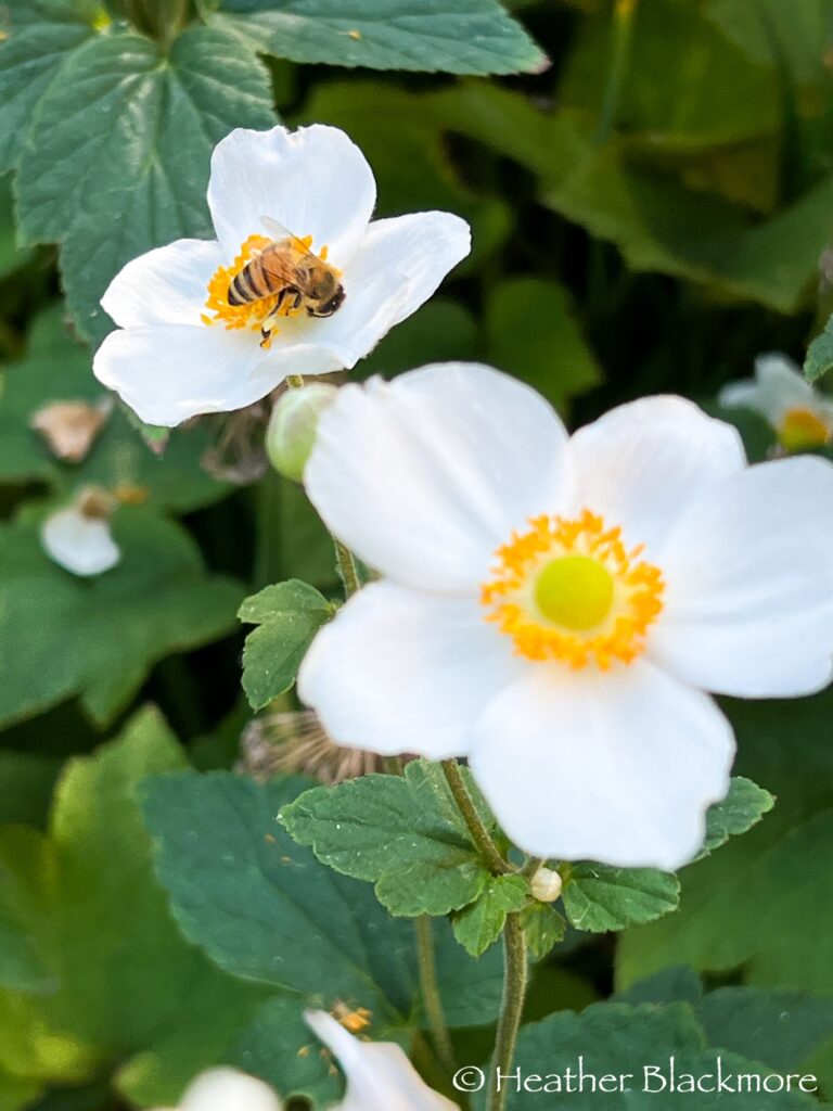 Honey Bee on White anemone flower