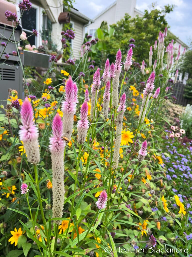 Celosia flamingo flowers with sunflowers