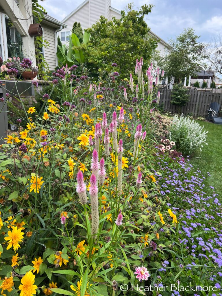 Celosia flamingo in a mixed border with sunflowers and ageratum