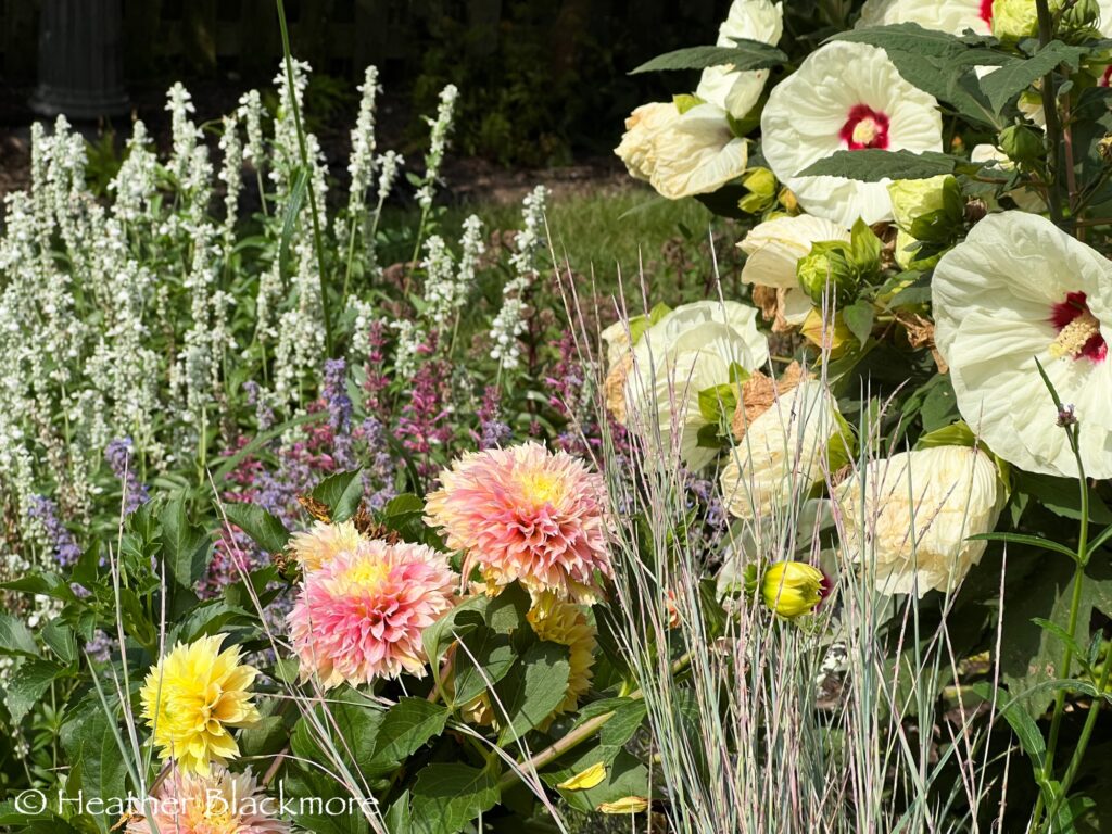 Little Bluestem with dahlias, hibiscus and salvia