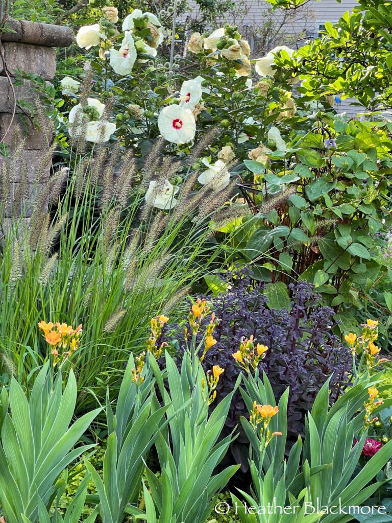 Lemon Squeeze pennisetum in a mixed border