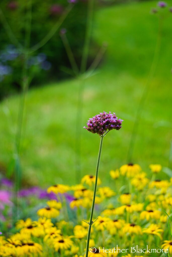 Verbena bonariensis rising through Rudbeckia 'American Gold Rush'