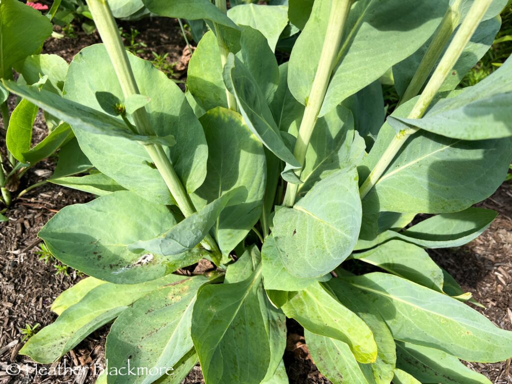 Closeup of the basal foliage on Rudbeckia maxima