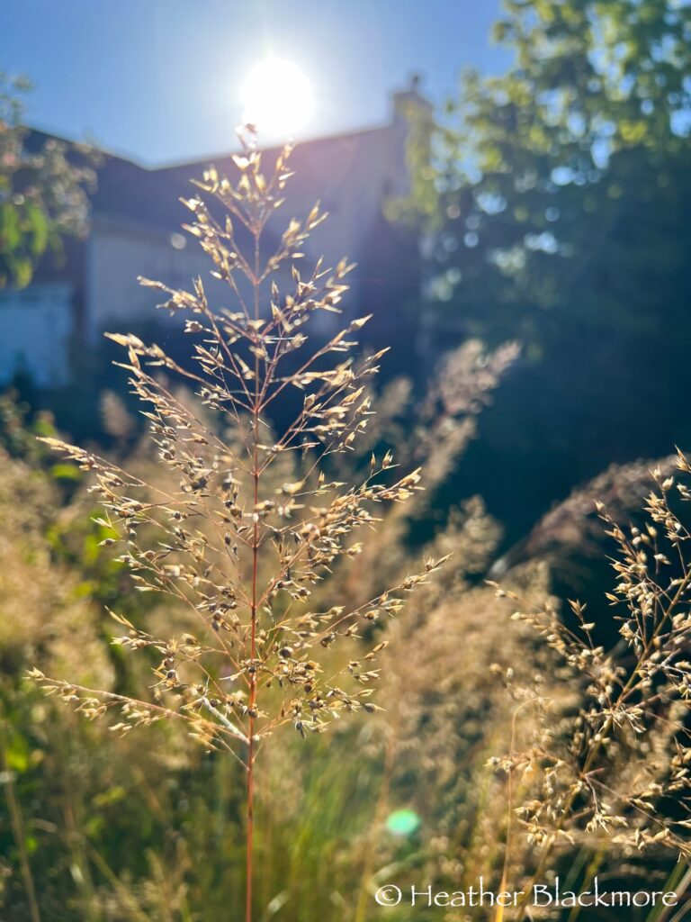 A Prairie Dropseed Flower plume backlit by the sun
