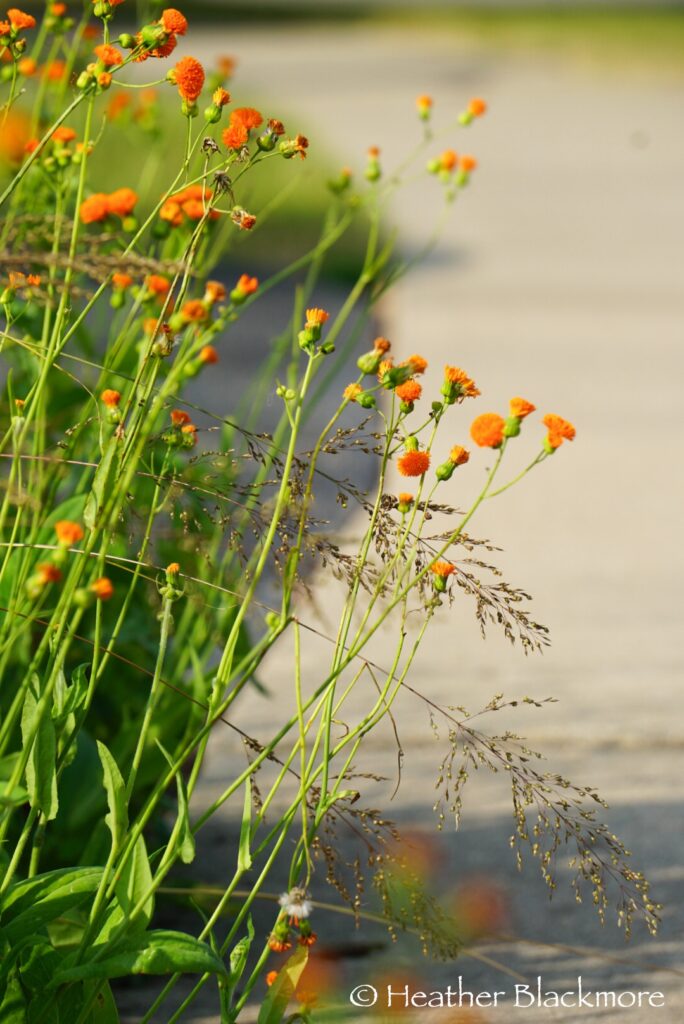 Orange brush-like flowers of Tassel Flower spill over sidewalk