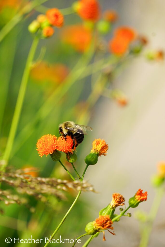 Bumblebee sipping nectar from orange tassel flower