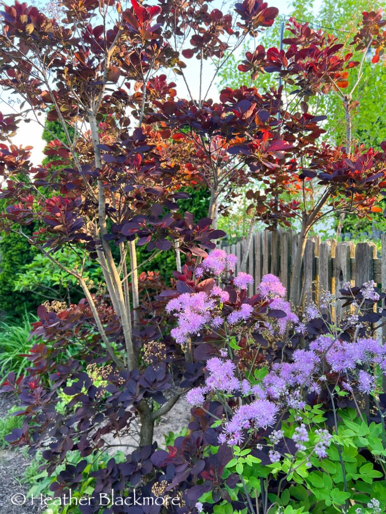 Thalictrum 'Black Stockings' growing through Cotinus coggygria 'Royal Purple' smokebush