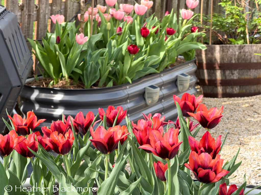 Colorful tulips flowering densely in raised garden beds