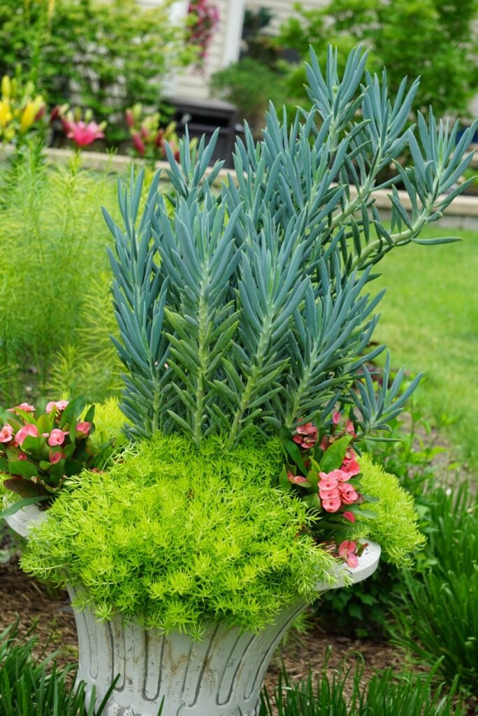 Late Summer Senecio planter