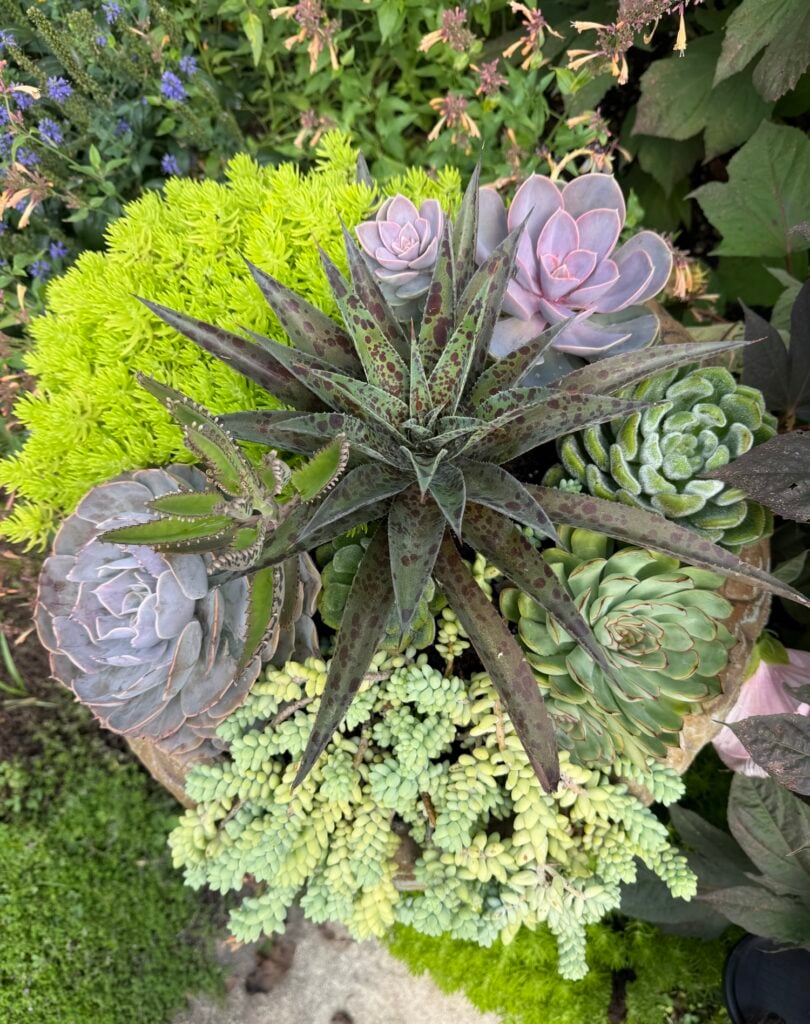Succulents
