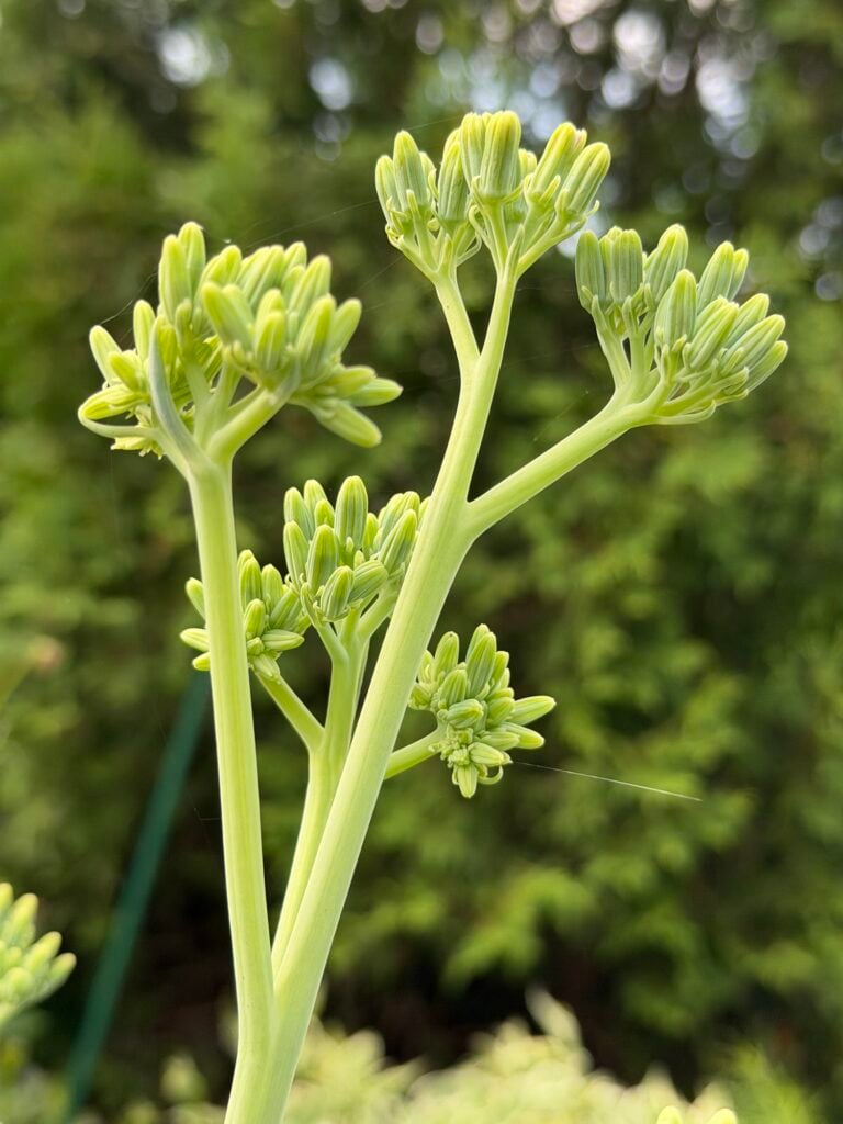 Skyscraper Senecio flower stalk