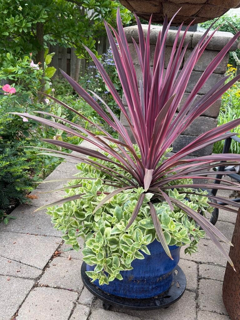 Mezoo Trialing Red with Pink Draceana