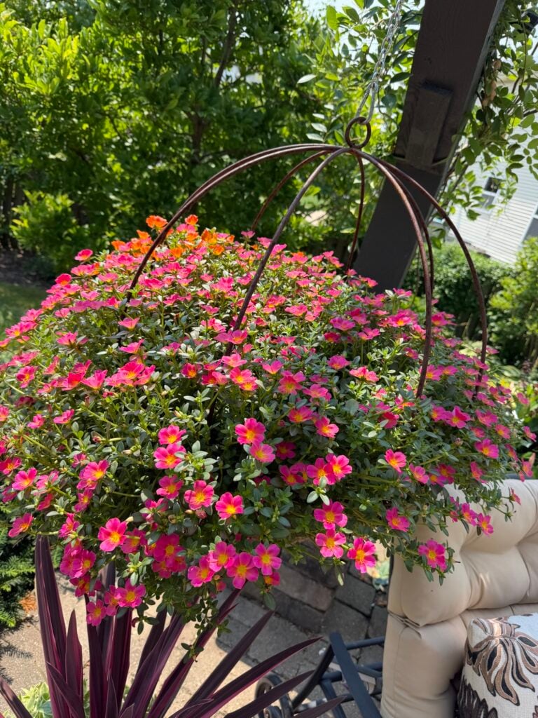 Portulaca hanging basket