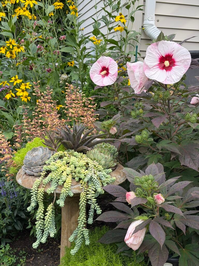 Succulent Planter with Perennial Hibiscus